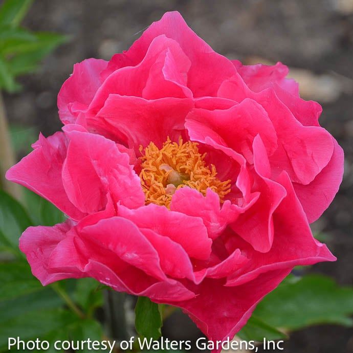 #1 Paeonia Paula Fay/ Hot Pink Peony