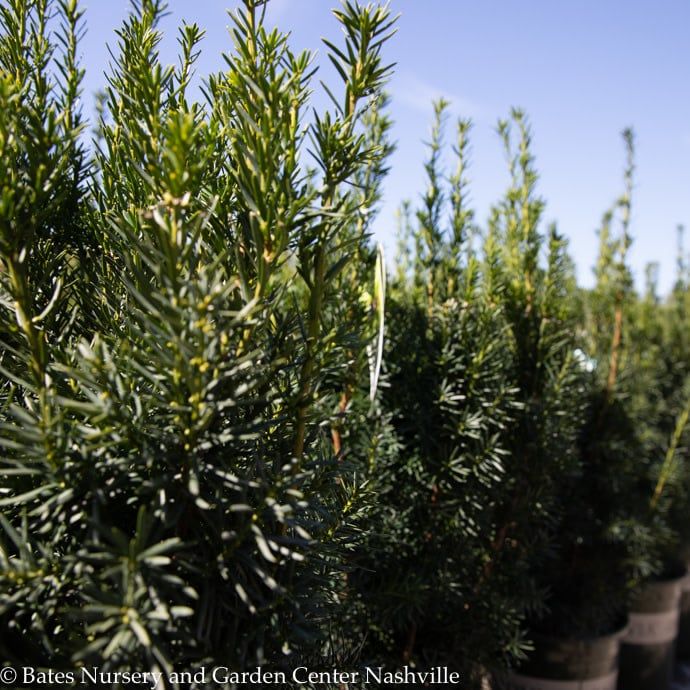 #7 Taxus x media Hicksii/ Upright Yew