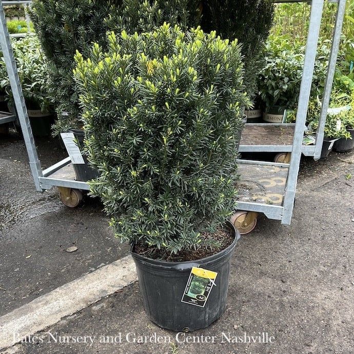 #7 Taxus x media Hicksii/ Upright Yew