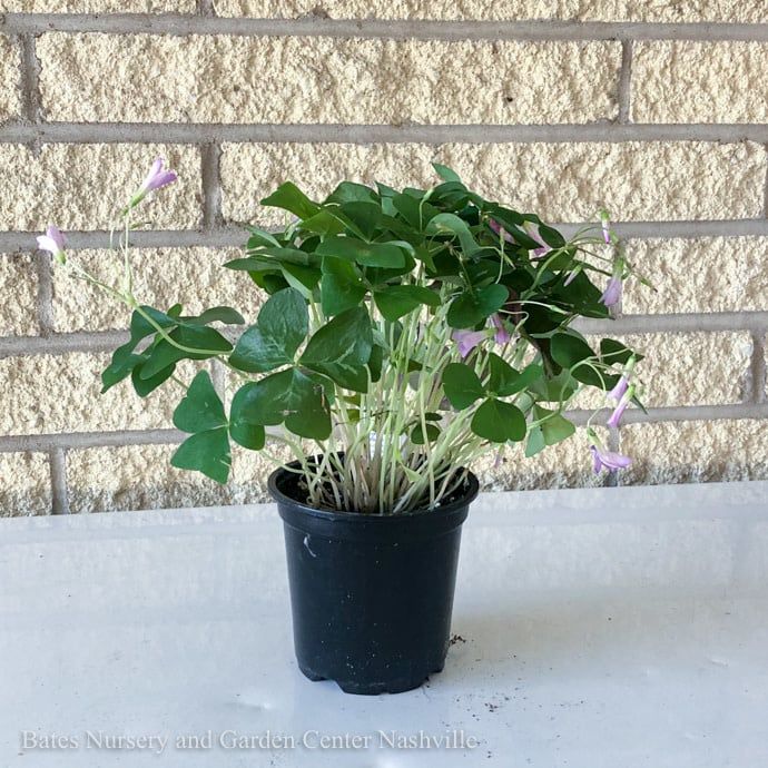 4p! Oxalis Shamrock Green w/White Blooms /Tropical