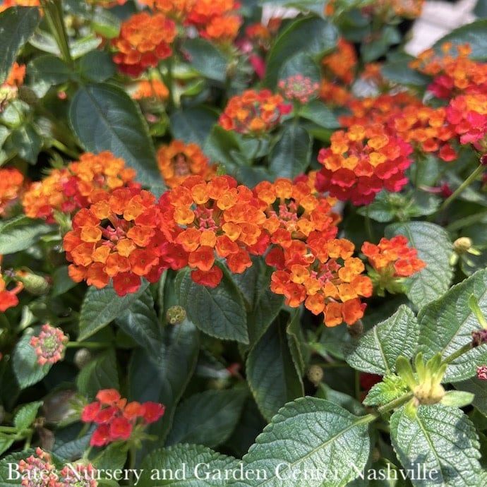Tropical Topiary Patio Tree #1s Lantana Hot Blooded/ Red - No Warranty