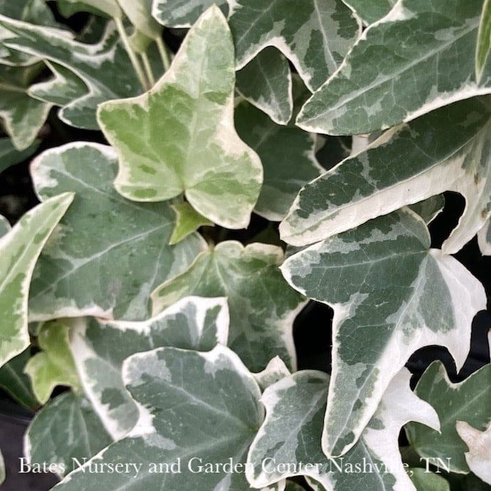 4p! Ivy Variegated - White /Tropical