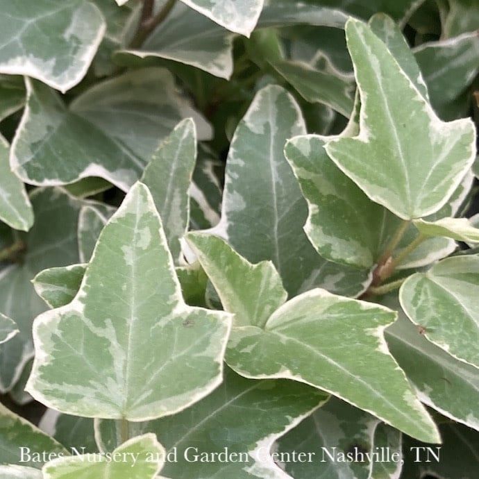 4p! Ivy Variegated - White /Tropical