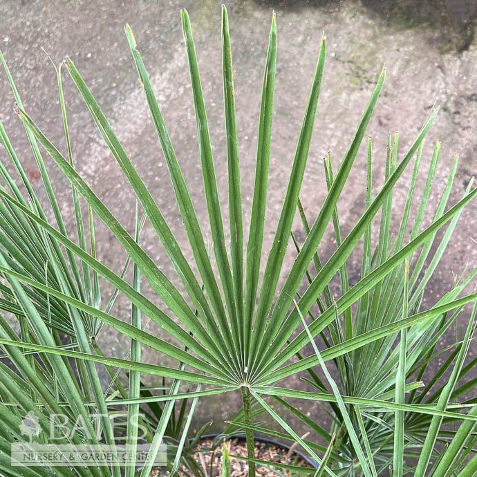 10p! Palm Chamaerops humilis / European Fan Palm Mediterranean Fan /Tropical