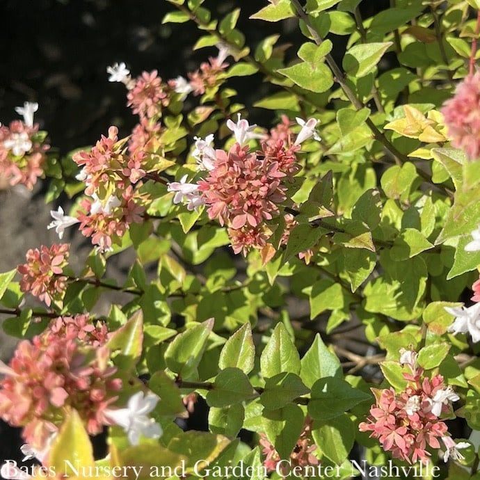 #2.5 Abelia x grand Rose Creek