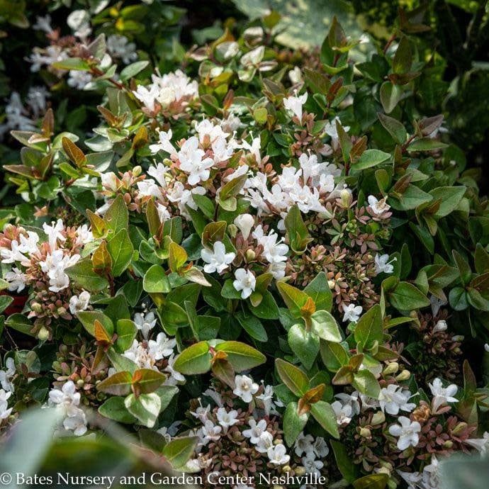 #2.5 Abelia x grand Rose Creek