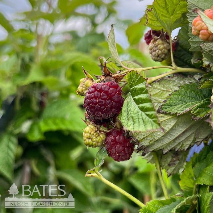 Edible #1 Rubus idaeus var strig Willamette/ Red Raspberry Native (TN)
