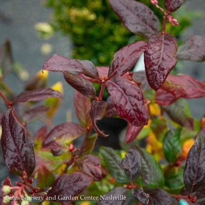 Edible #2 Vaccinium x Bushel and Berry &#39;Perpetua&#39;/ Hybrid Blueberry