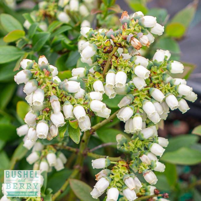Edible #2 Vaccinium x Bushel and Berry &#39;Perpetua&#39;/ Hybrid Blueberry