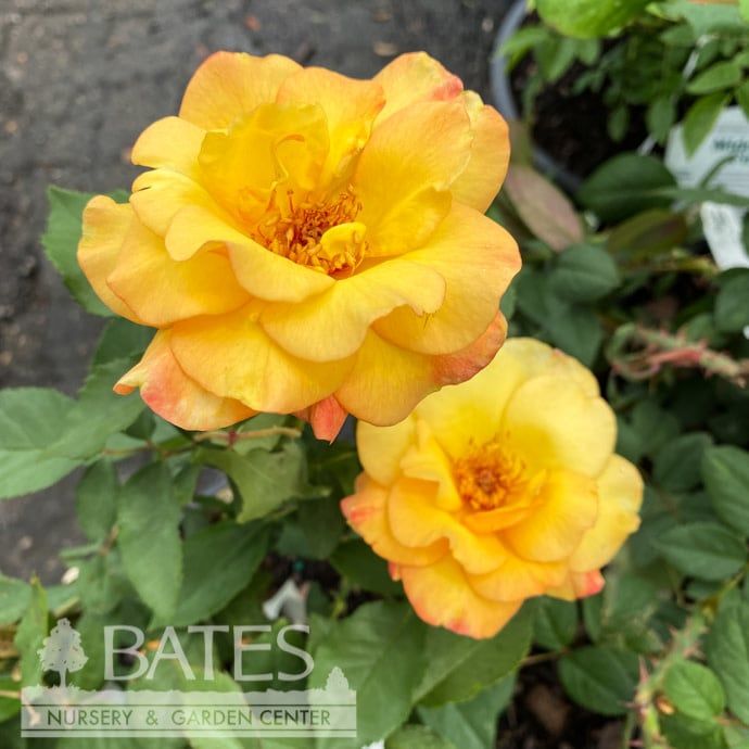 #3 Rosa Rio Samba/ Blushing Yellow Hybrid Tea Rose - No Warranty