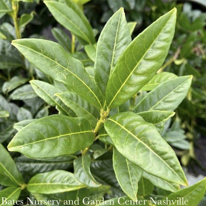 #7 Prunus lauro Chestnut Hill/ Cherry Laurel