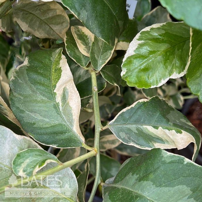 Tropical Edible #3 Citrus Lemon/ Variegated - No Warranty
