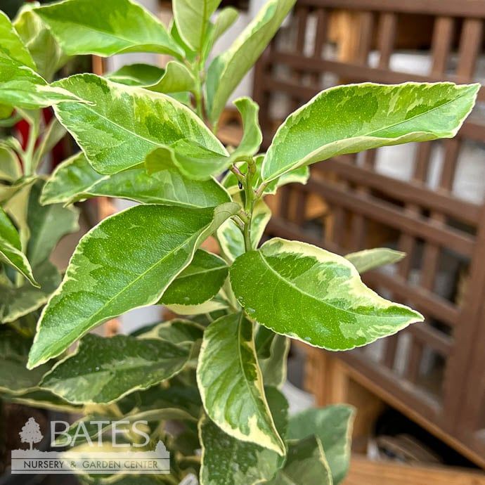 Tropical Edible #3 Citrus Lemon/ Variegated - No Warranty