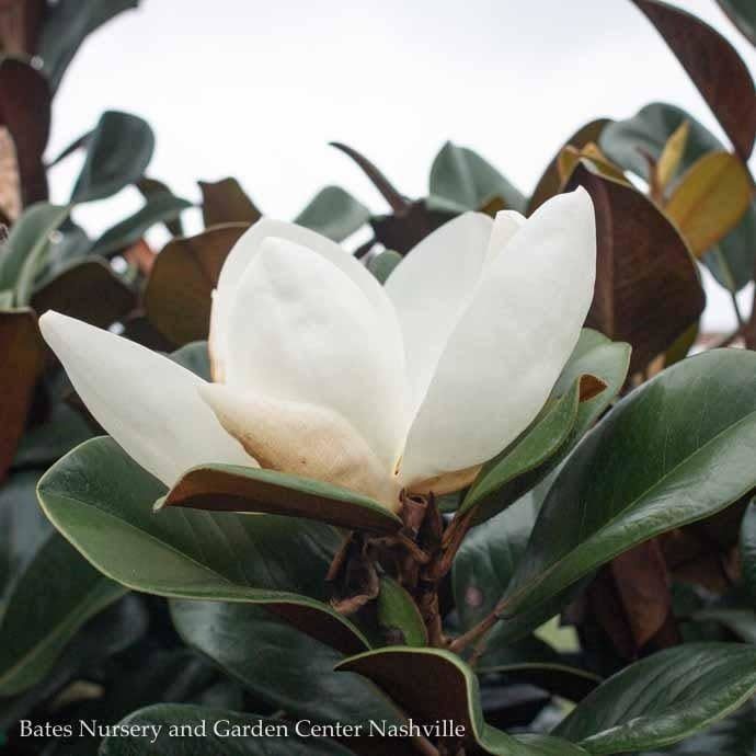 #10 Magnolia grand Teddy Bear/ Dwarf Southern Native (TN)