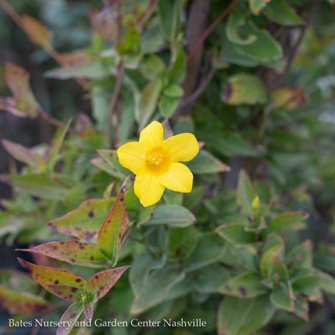 #2 Gelsemium rankinii/ Swamp Jessamine, Jasmine