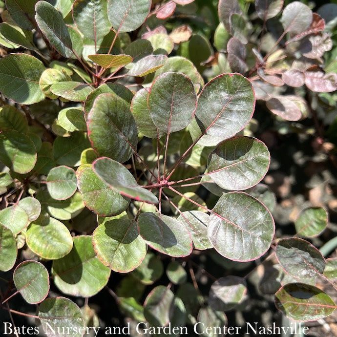 #2 Cotinus coggygria Lilla/ Purple Dwarf Smoketree