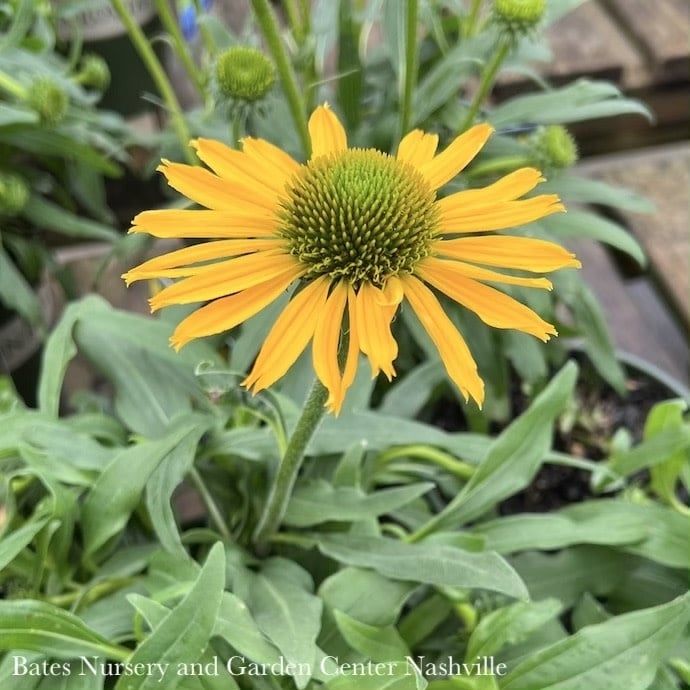 #1 Echinacea x Kismet &#39;Yellow&#39;/ Coneflower