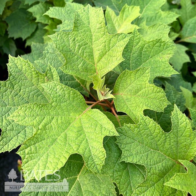 #3 Hydrangea quer Alice n&#39; Wonderland/ Oakleaf Native (TN)