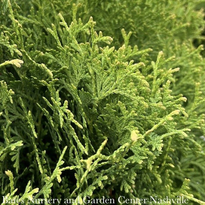 #2s Thuja occ PW Tater Tot/ Dwarf Globe Arborvitae
