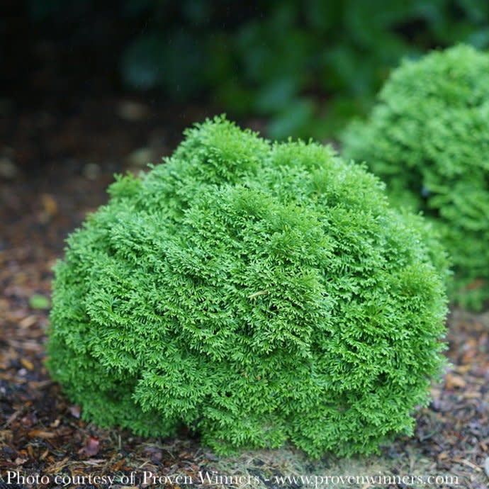 #2s Thuja occ PW Tater Tot/ Dwarf Globe Arborvitae