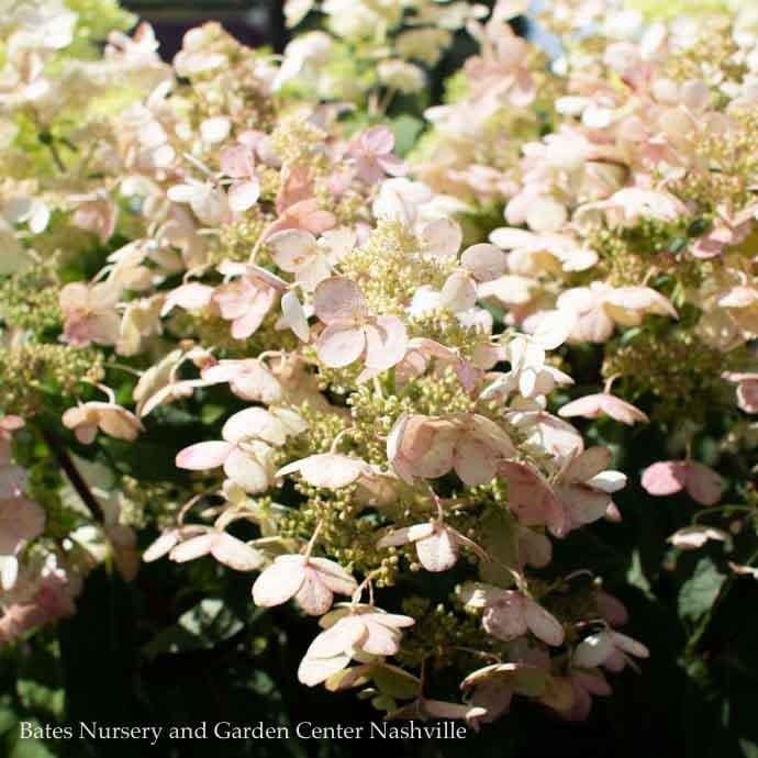 Topiary Patio Tree #7 Hydrangea pan PW Quick Fire/ Panicle White to Pink