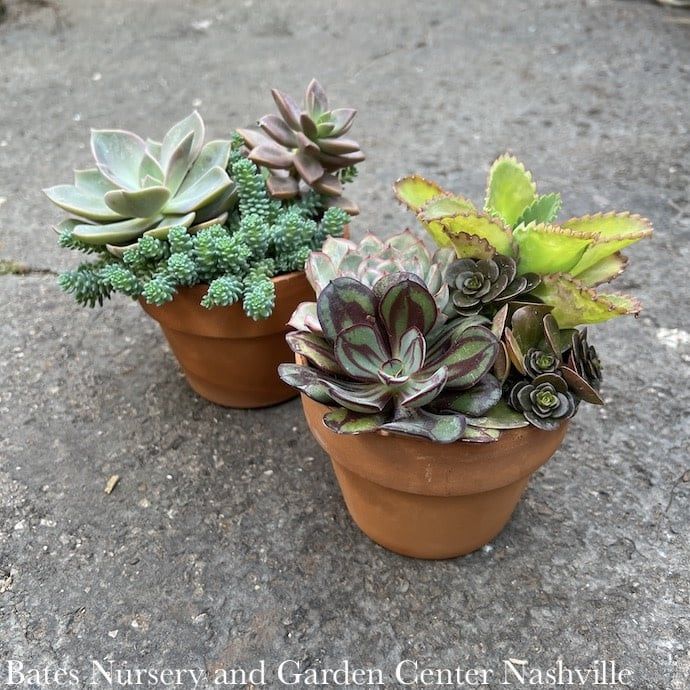 Tropical 4P Clay Pot w/ Succulent Combo