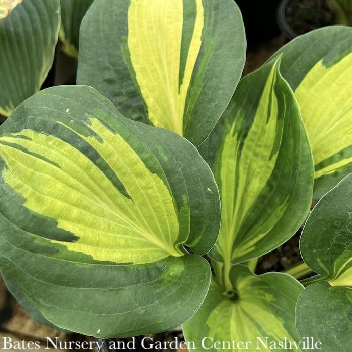 #1 Hosta x Dream Queen/ Blue Green w/ Yellow