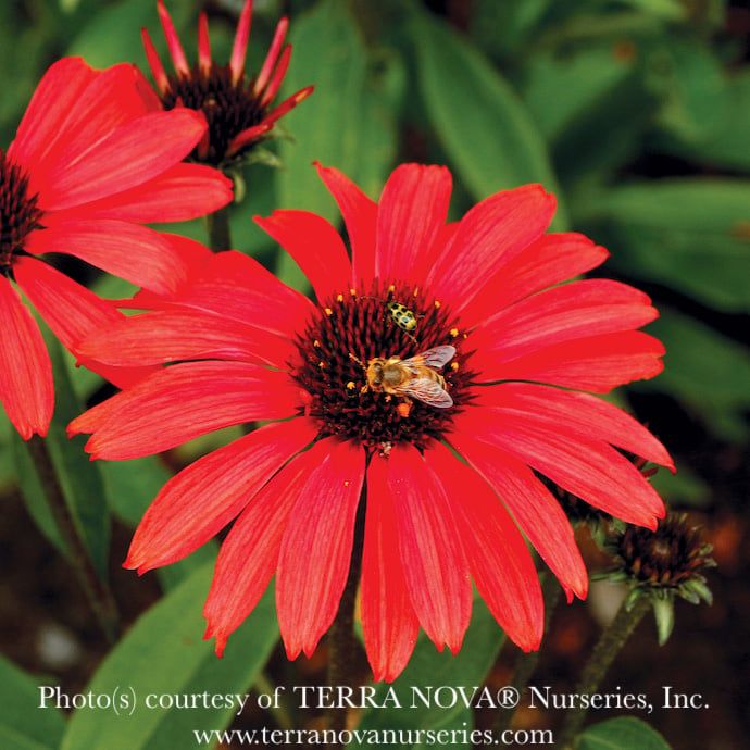 #1 Echinacea x Prima &#39;Ruby&#39;/ Coneflower