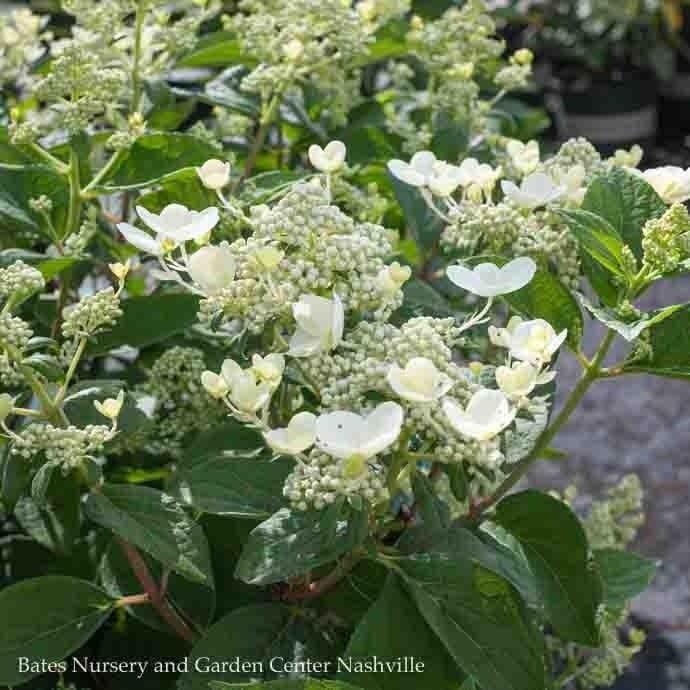 Topiary Patio Tree #7 Hydrangea pan PW Quick Fire/ Panicle White to Pink