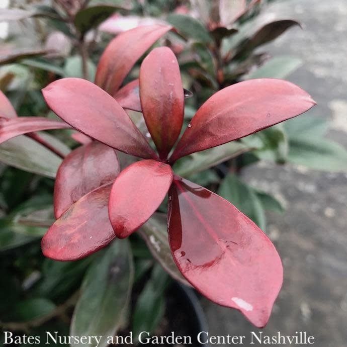 #3 Cleyera japonica/ Japanese Ternstroemia