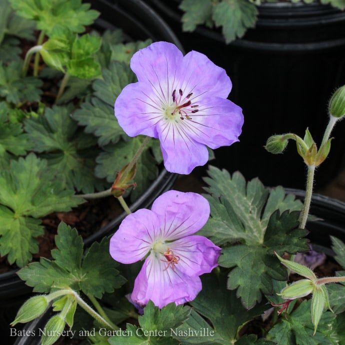 #1 Geranium x Azure Rush/ Cranesbill