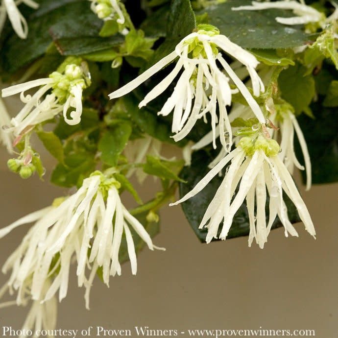 #3 Loropetalum chin PW Jazz Hands &#39;White&#39;/ Dwarf Fringeflower - No Warranty