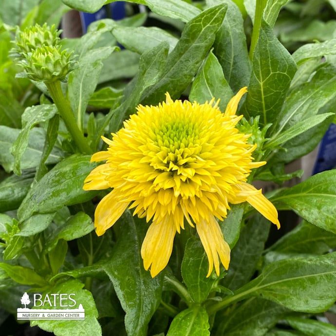 #1 Echinacea x Sunny Days 'Lemon'/ Double Yellow Coneflower