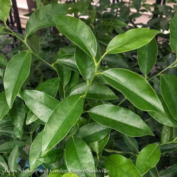 Tropical Edible #3 Citrus Key/ Dwarf Lime Bush - No Warranty