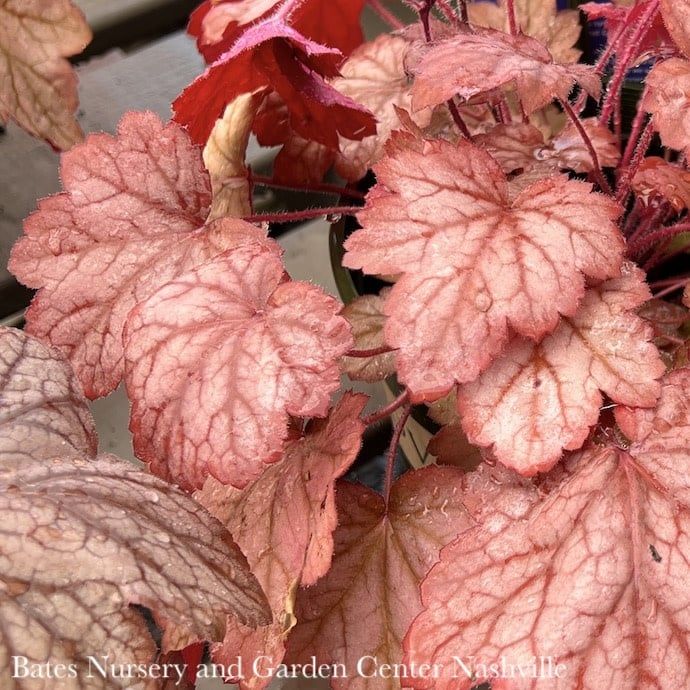 #1 Heuchera x Georgia Peach/ Coral Bells