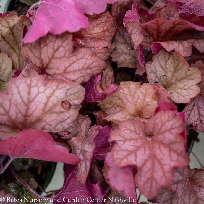 #1 Heuchera x Georgia Peach/ Coral Bells