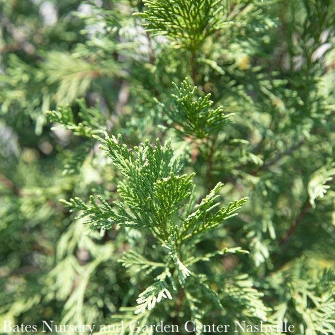 Topiary Spiral #7 Cupressocyparis x ley Emerald Isle/ Leyland Cypress