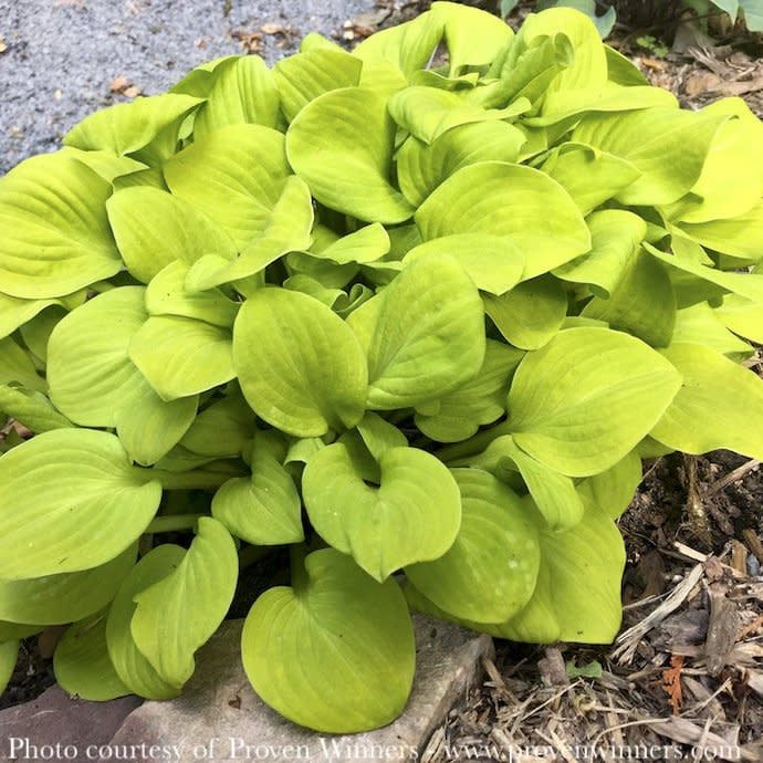 #1 Hosta x PW Sun Mouse/ Miniature Yellow