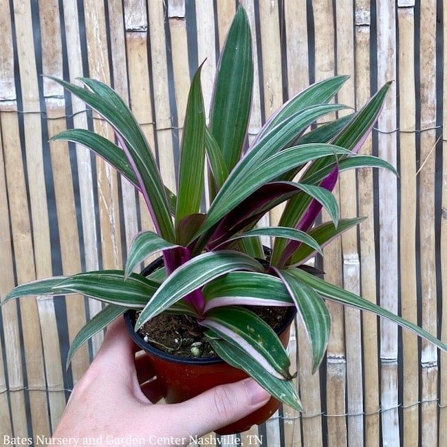 4p! Rhoeo Tricolor /Moses-in-the-Cradle /Tropical
