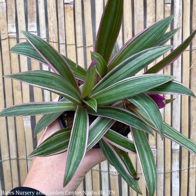 4p! Rhoeo Tricolor /Moses-in-the-Cradle /Tropical