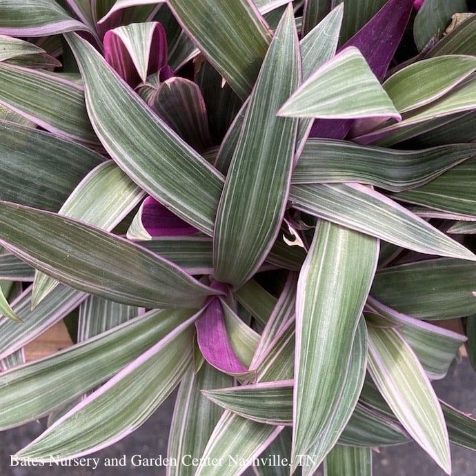 4p! Rhoeo Tricolor /Moses-in-the-Cradle /Tropical