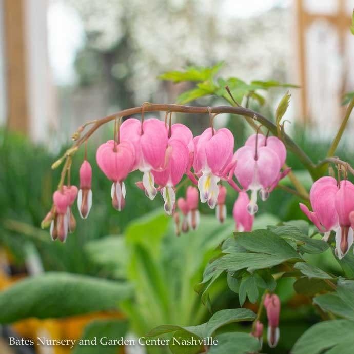 #1 Dicentra spectabilis/ Bleeding Heart