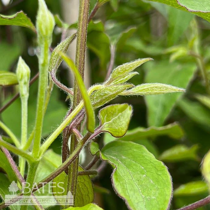 #1 Clematis H.F. Young/ Medium Blue