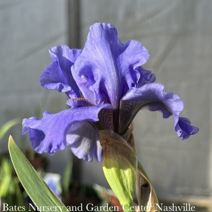 #1 Iris germ Aqua Taj/ Blue German Bearded