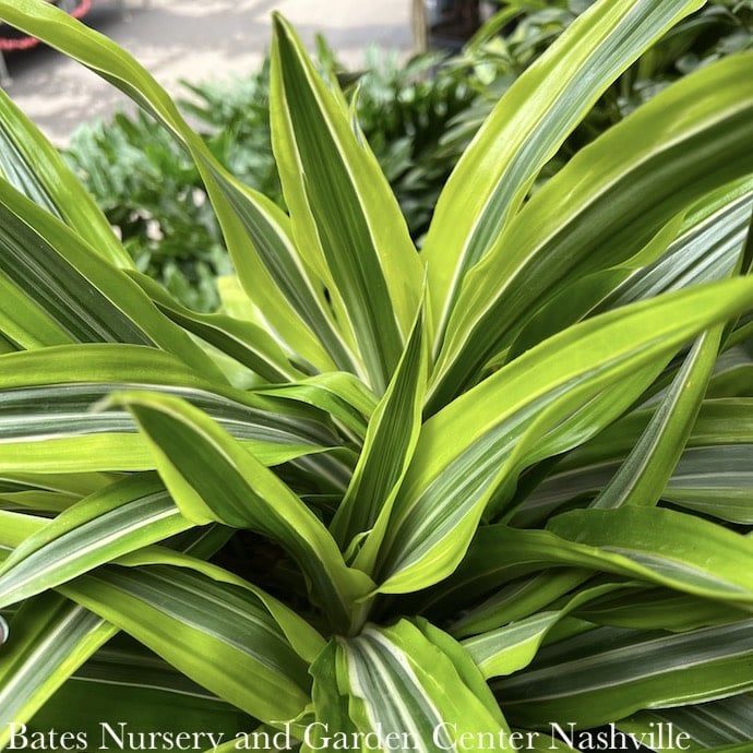 12p! Dracaena war Gold Star Cane 4ppp /Tropical