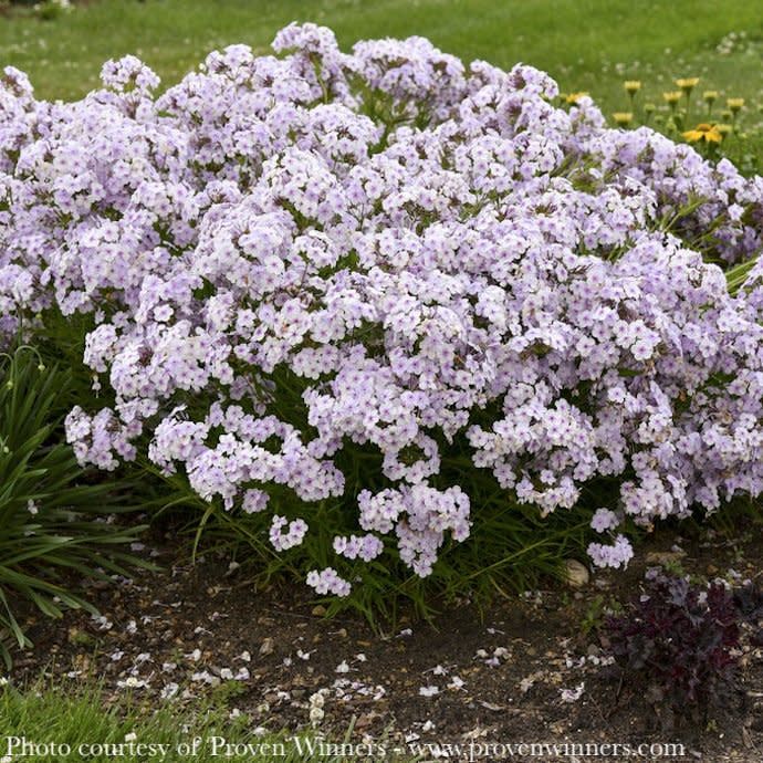 #1 Phlox x PW Opening Act Pink-a-Dot/ Pink Dwarf Garden