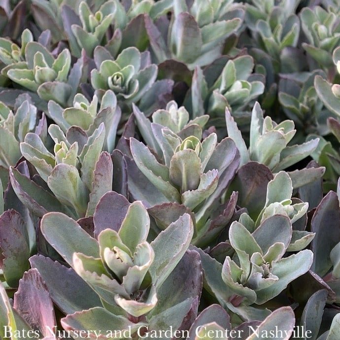 #1 Sedum telephium Conga Line/ Stonecrop