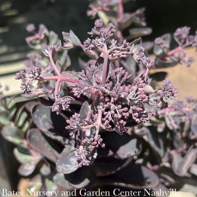 #1 Sedum telephium Conga Line/ Stonecrop