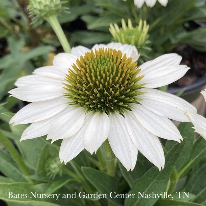#1 Echinacea x Kismet &#39;White&#39;/ Dwarf Coneflower