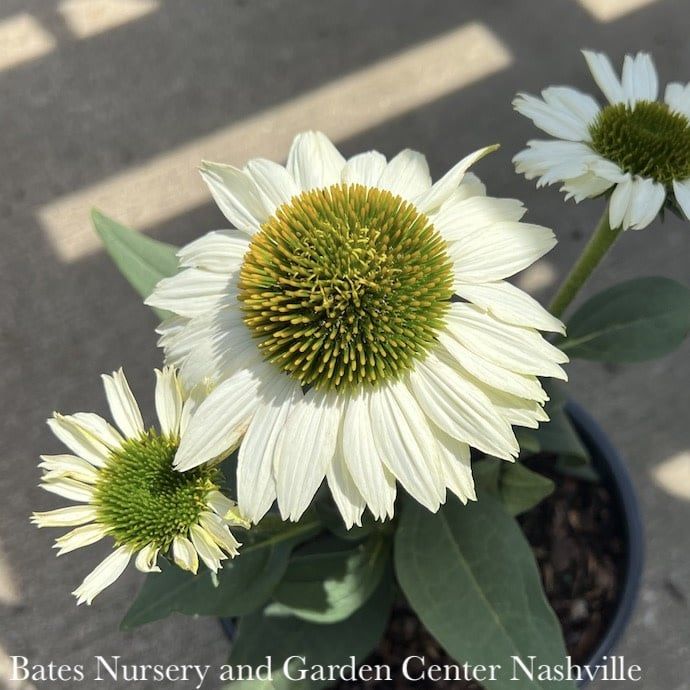 #1 Echinacea x Kismet &#39;White&#39;/ Dwarf Coneflower